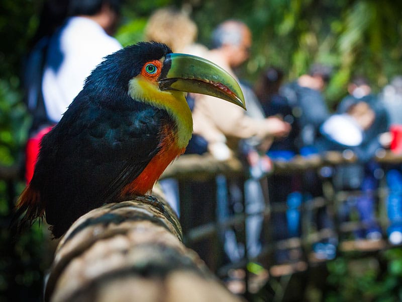 A foto mostra uma espécie de tucano que está disponível no parque das aves em Foz do Iguaçu.