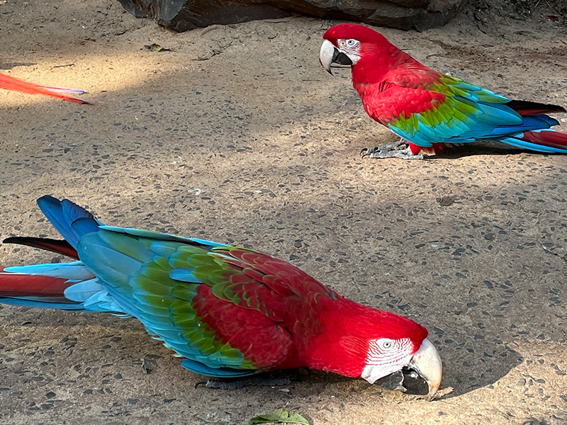 Parque das Aves